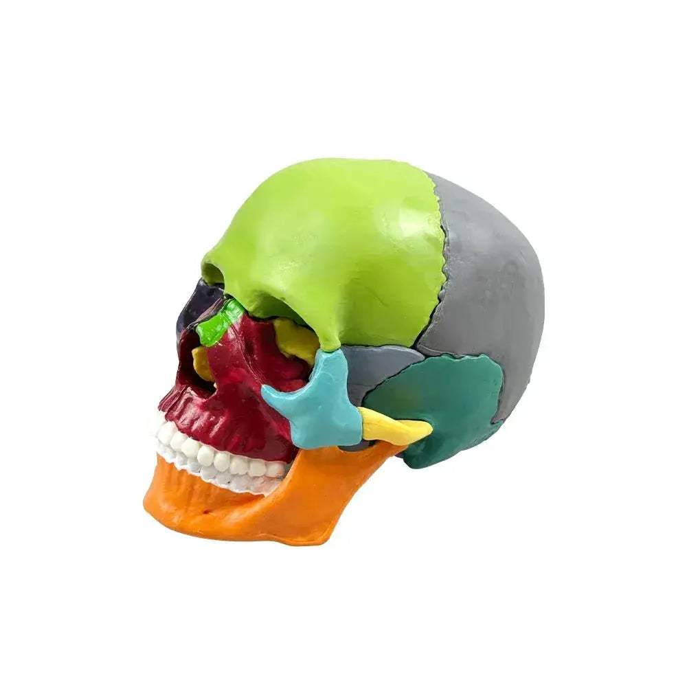 Detachable Anatomical Skull Model For Teaching And Decor - ToylandEU