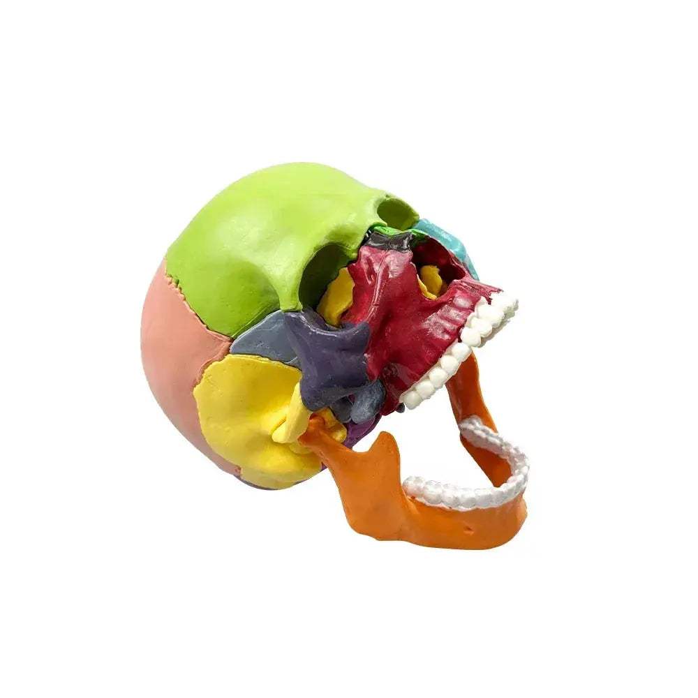 Detachable Anatomical Skull Model For Teaching And Decor - ToylandEU