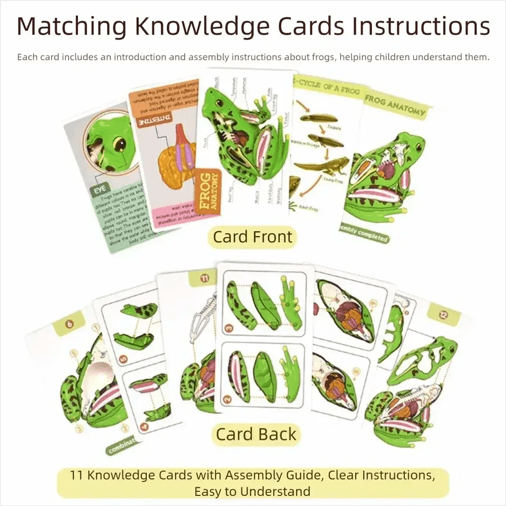 Detachable Frog Anatomy Model For Biology Education - ToylandEU