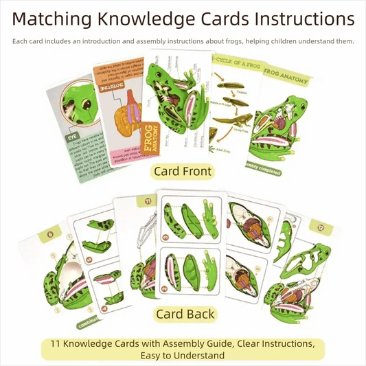  Frog Anatomy Model Detachable for Biology Education -  ToylandEU™