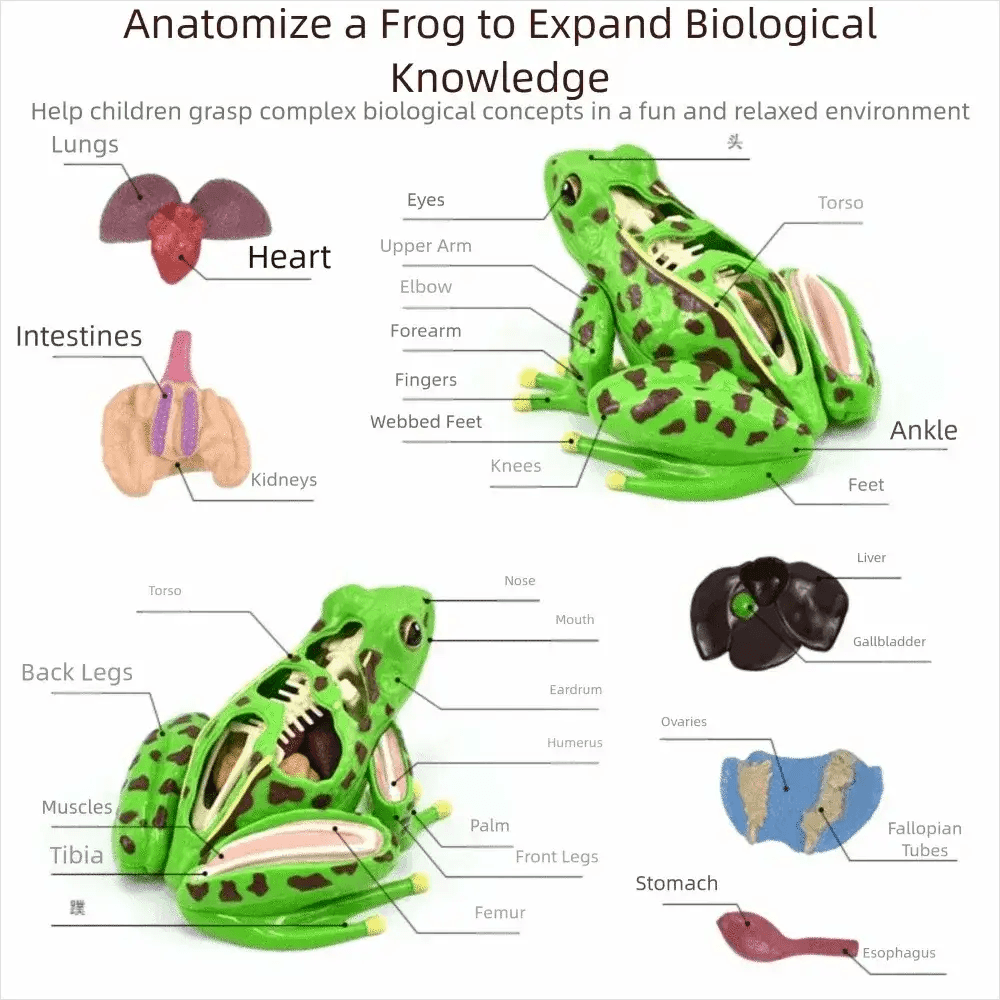 Detachable Frog Anatomy Model For Biology Education - ToylandEU