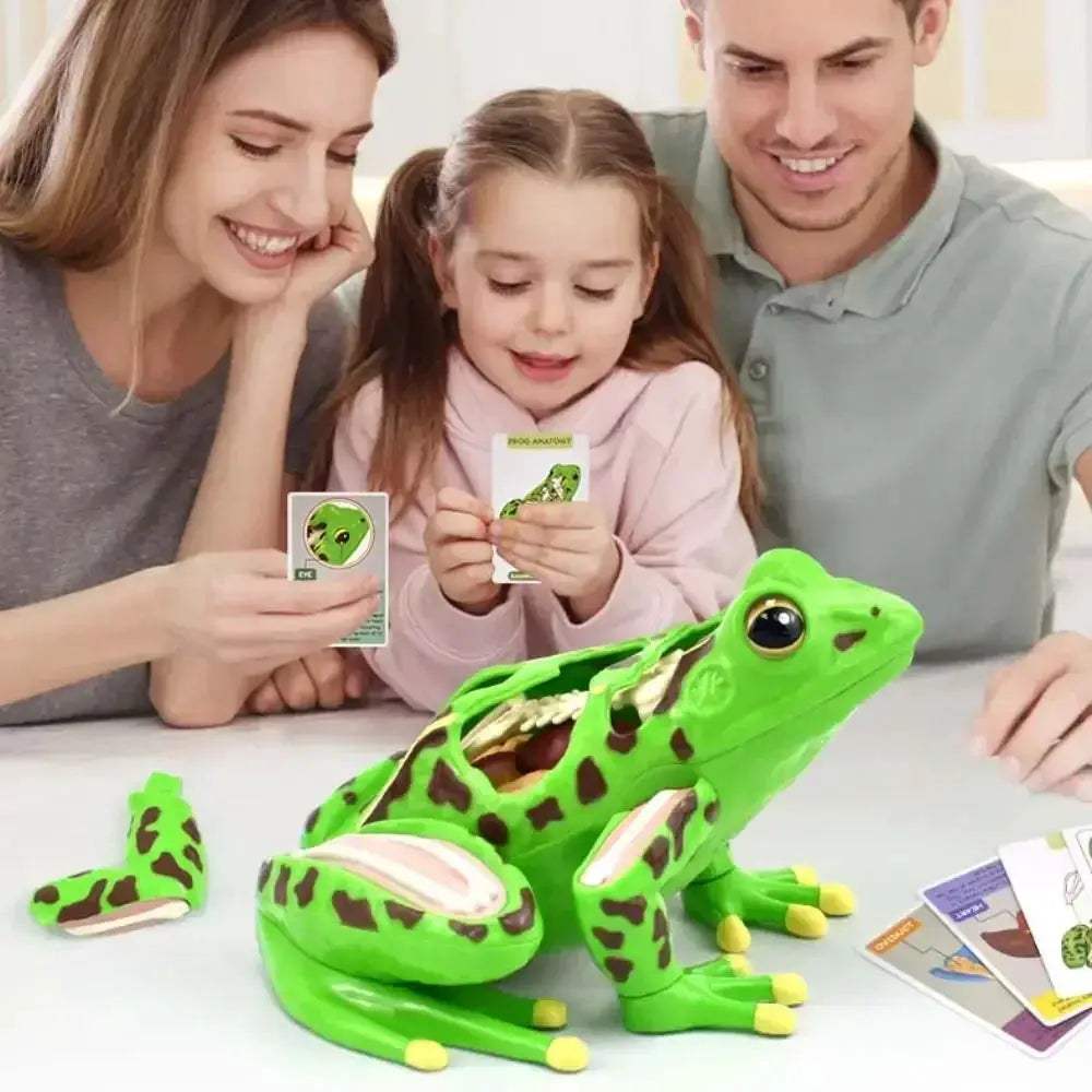 Detachable Frog Anatomy Model for Biology Education and Dissection - ToylandEU