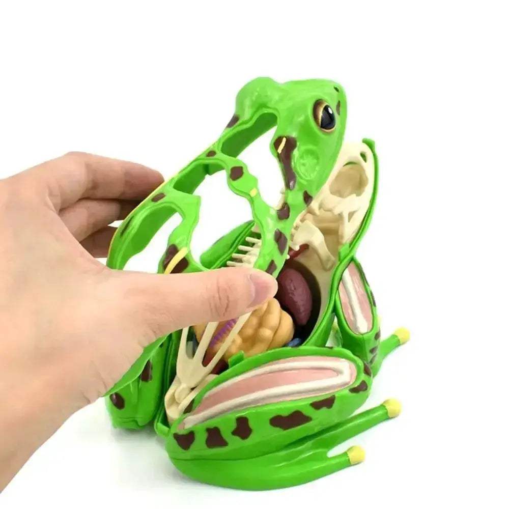 Detachable Frog Anatomy Model for Biology Education and Dissection - ToylandEU