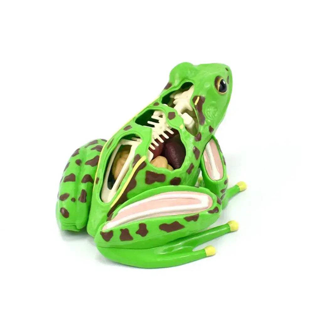 Detachable Frog Anatomy Model for Biology Education and Dissection - ToylandEU
