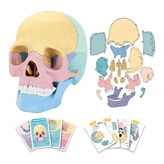  Human Skull Model Detachable Mini For Anatomy Education -  ToylandEU™
