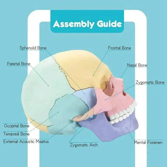  Human Skull Model Detachable Mini For Anatomy Education -  ToylandEU™