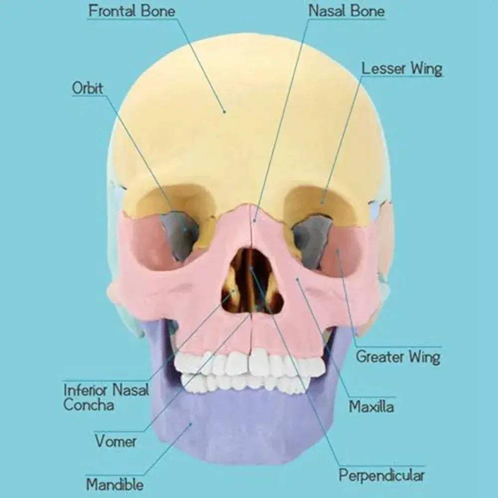 Detachable Mini Human Skull Model for Anatomy Education - ToylandEU