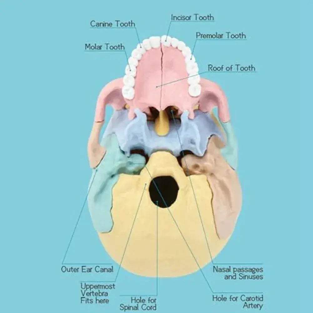 Detachable Mini Human Skull Model for Anatomy Education - ToylandEU
