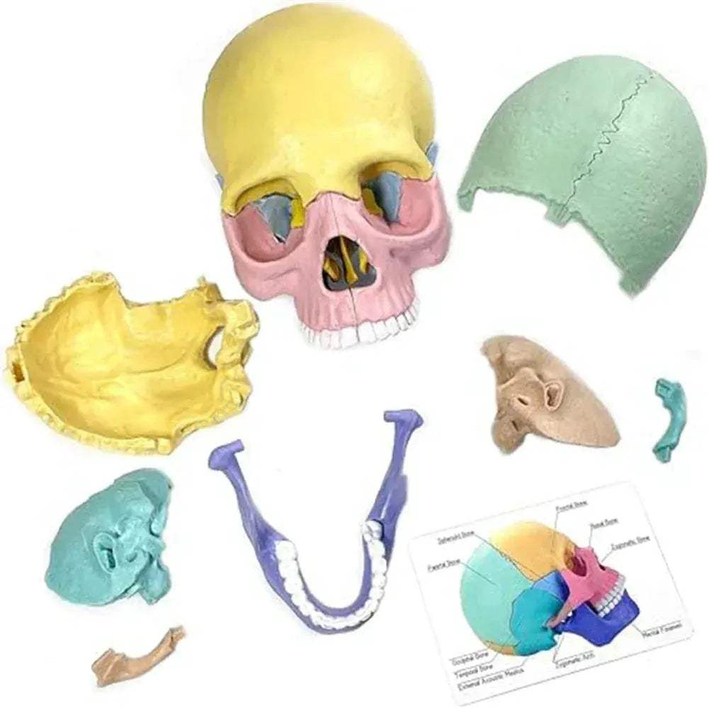 Detachable Mini Human Skull Model for Anatomy Education - ToylandEU