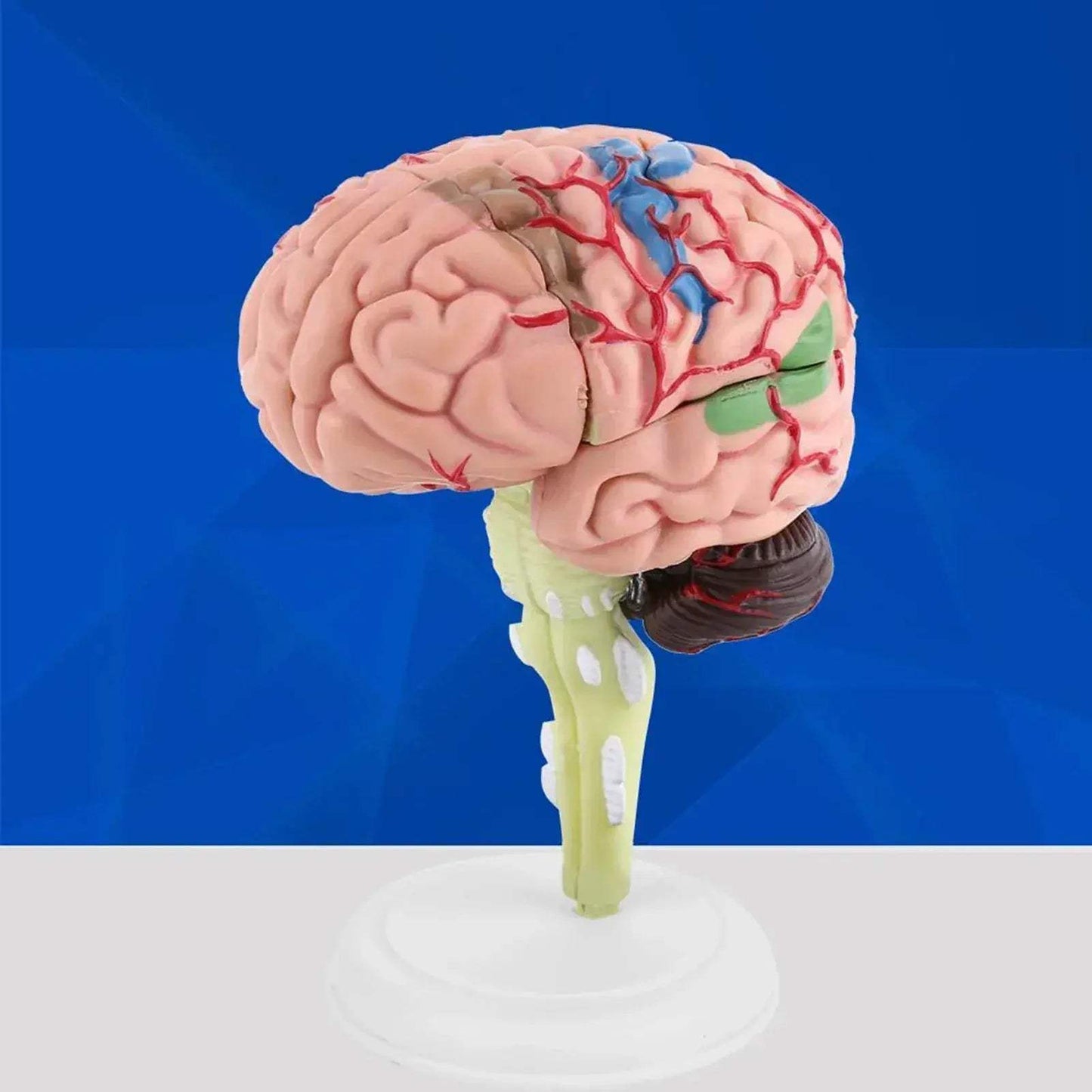 Disassembled Anatomical Brain Model For Medical Teaching Tool - ToylandEU