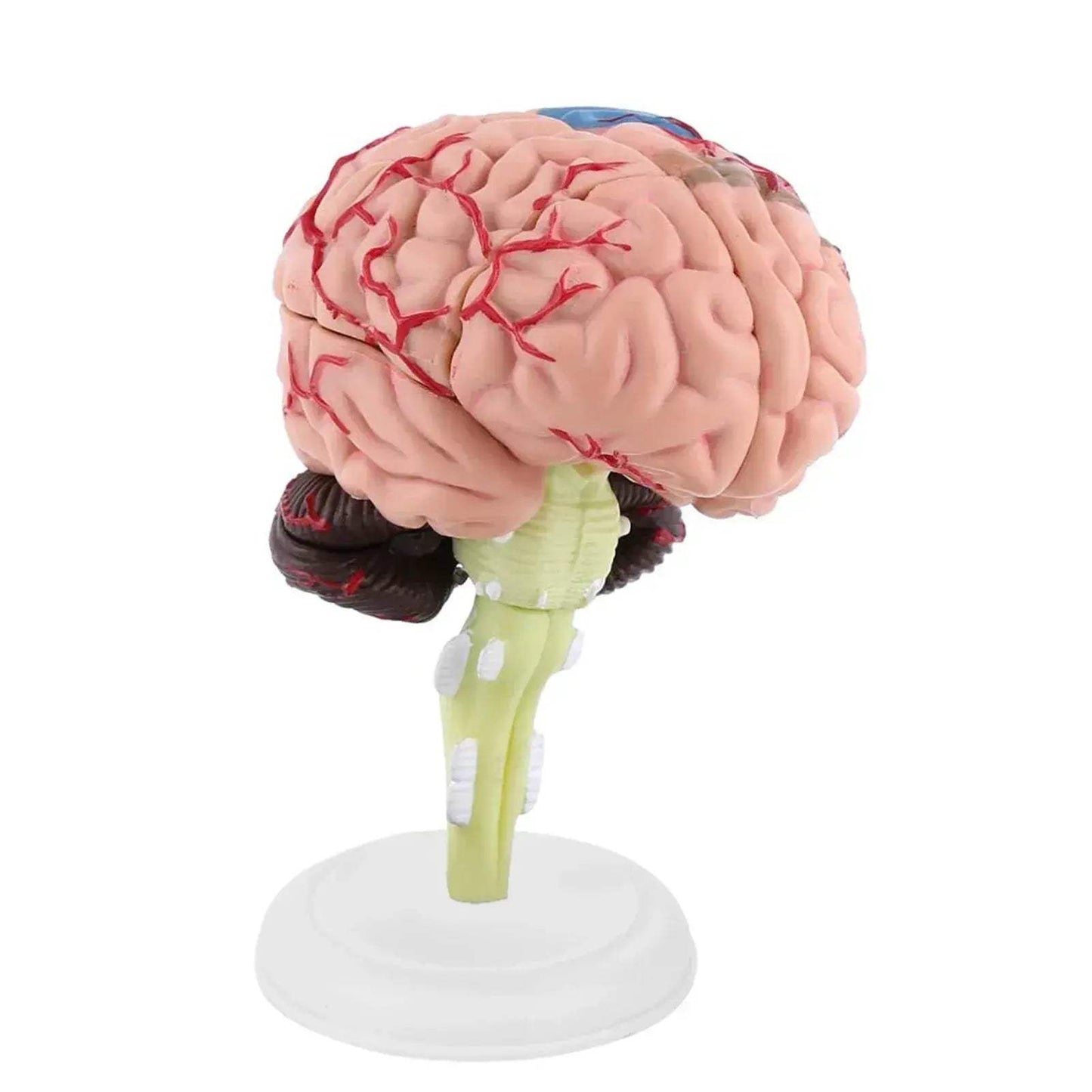 Disassembled Anatomical Brain Model For Medical Teaching Tool - ToylandEU