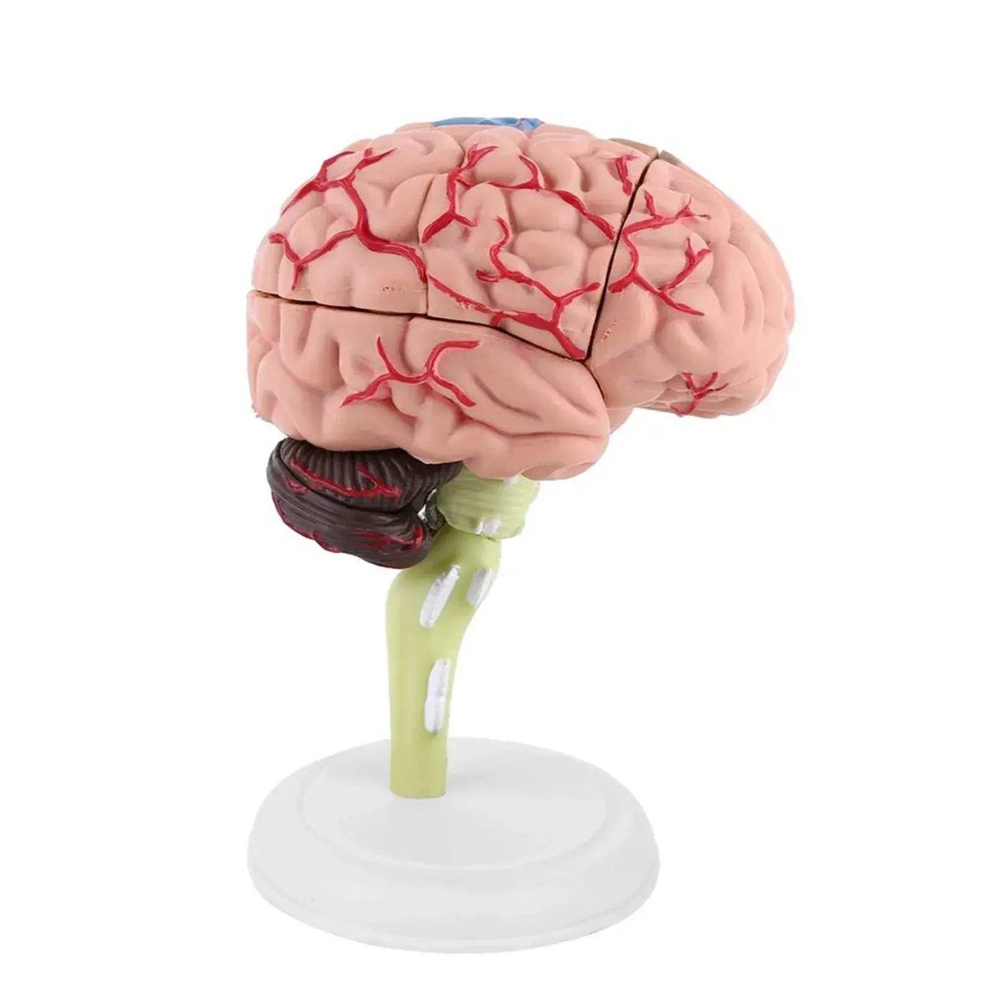 Disassembled Anatomical Brain Model For Medical Teaching Tool - ToylandEU