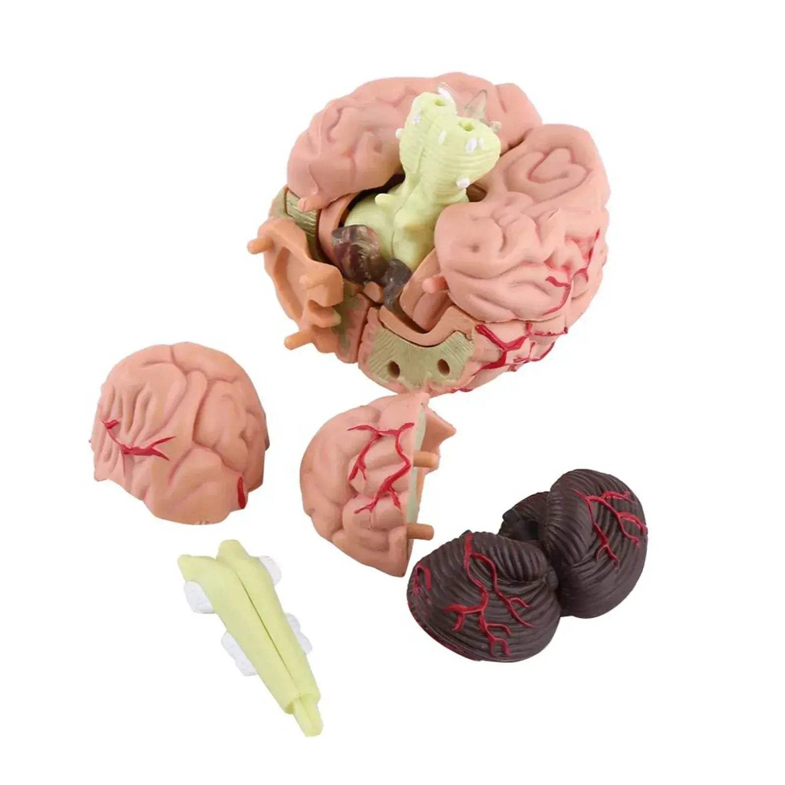 Disassembled Anatomical Brain Model For Medical Teaching Tool - ToylandEU