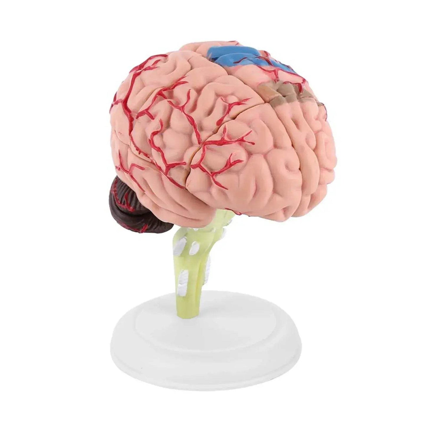 Disassembled Anatomical Brain Model For Medical Teaching Tool - ToylandEU