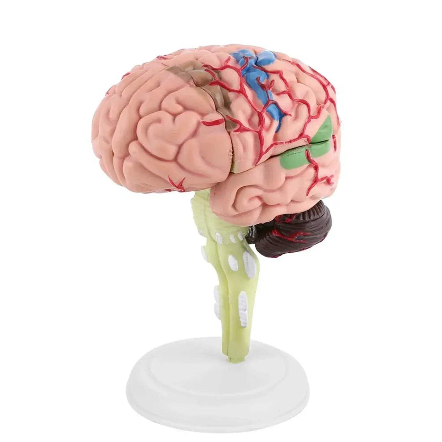 Disassembled Anatomical Brain Model For Medical Teaching Tool - ToylandEU
