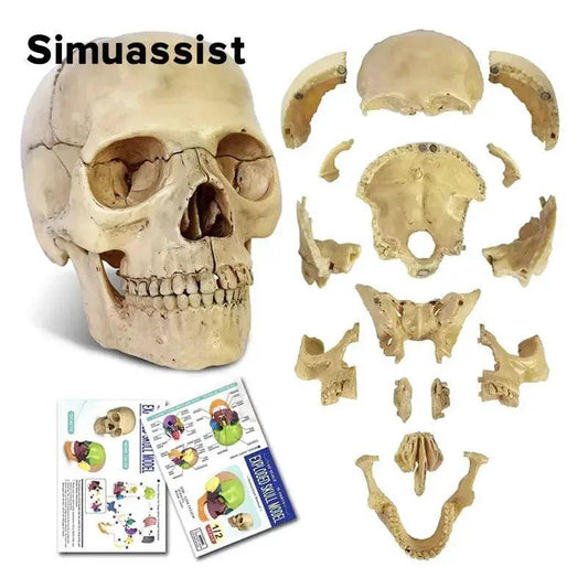 Disassembled Skull Model Premium 15 Piece For Teaching -  ToylandEU™