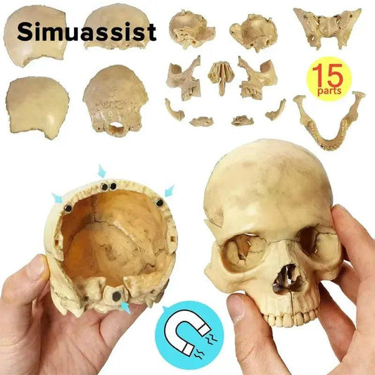  Disassembled Skull Model Premium 15 Piece For Teaching -  ToylandEU™