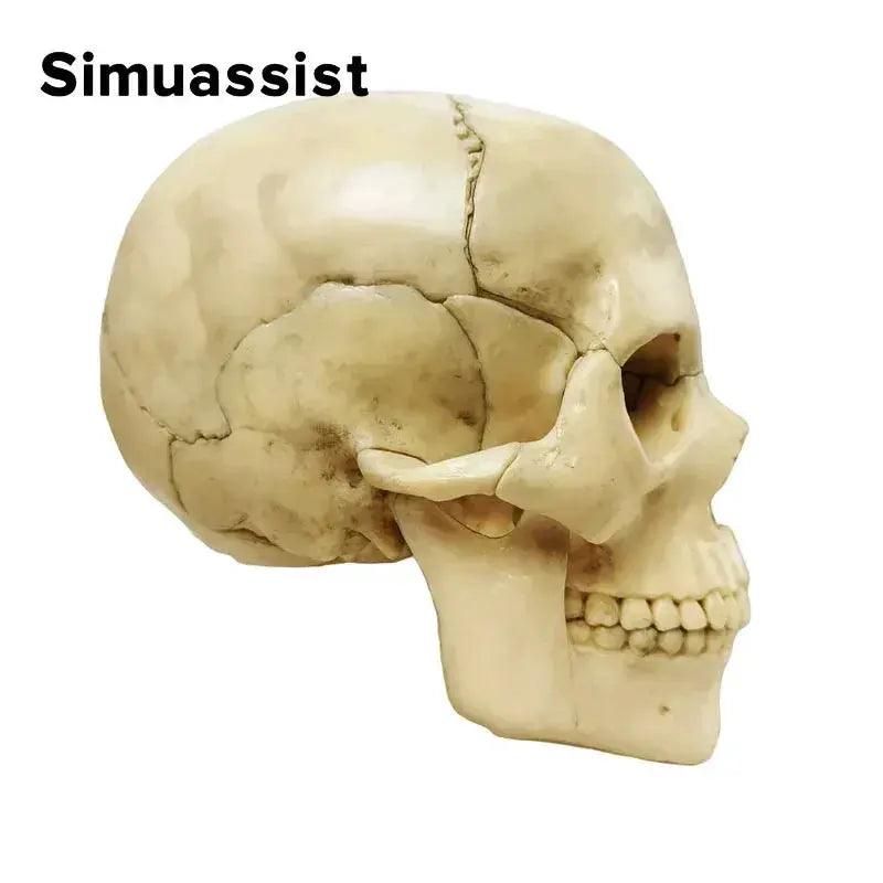  Disassembled Skull Model Premium 15 Piece For Teaching -  ToylandEU™