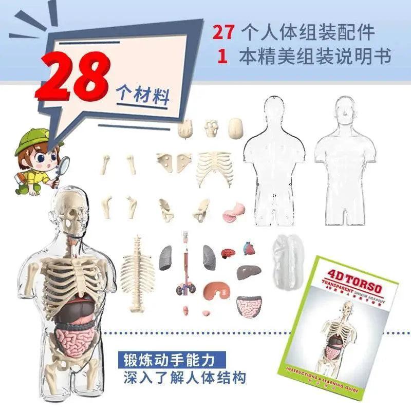 Educational 4D Anatomical Torso Model Toyland EU -  ToylandEU™