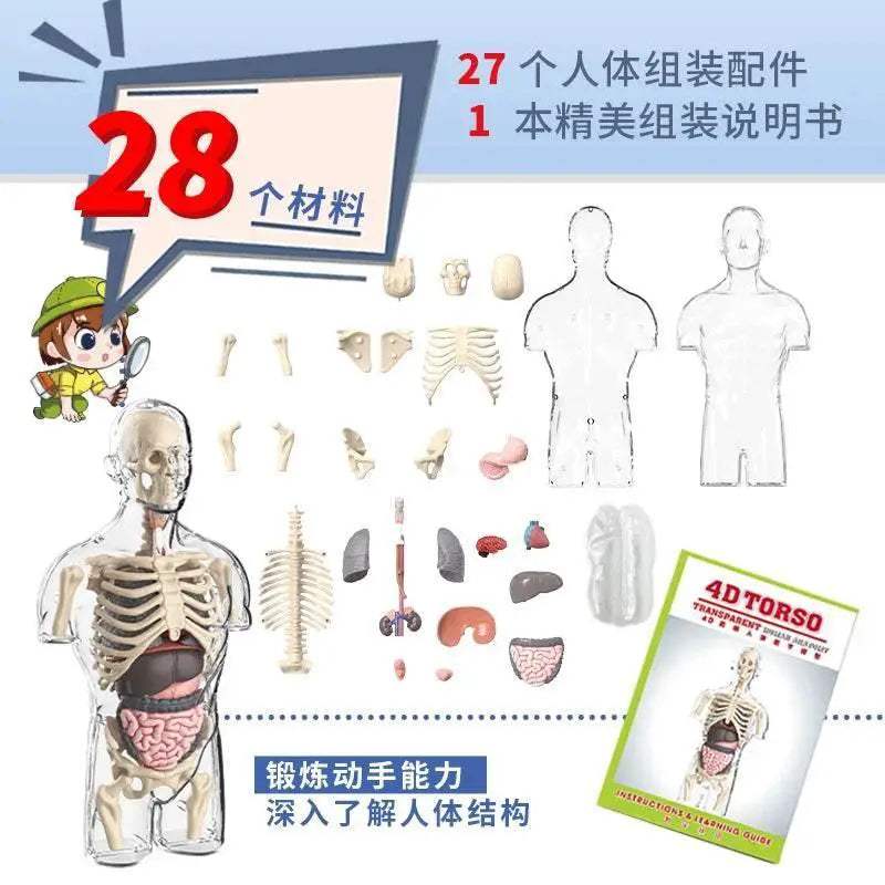  Educational 4D Anatomical Torso Model Toyland EU -  ToylandEU™