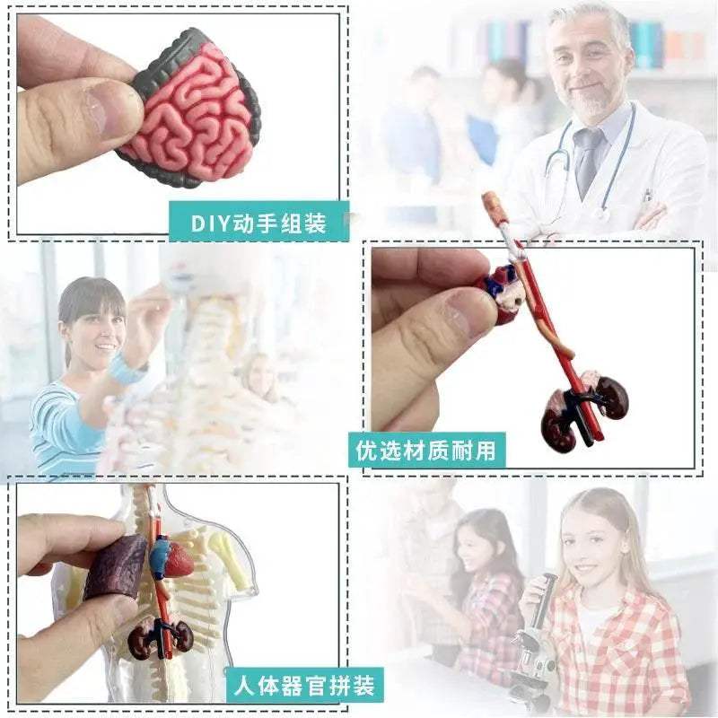  Educational 4D Anatomical Torso Model Toyland EU -  ToylandEU™