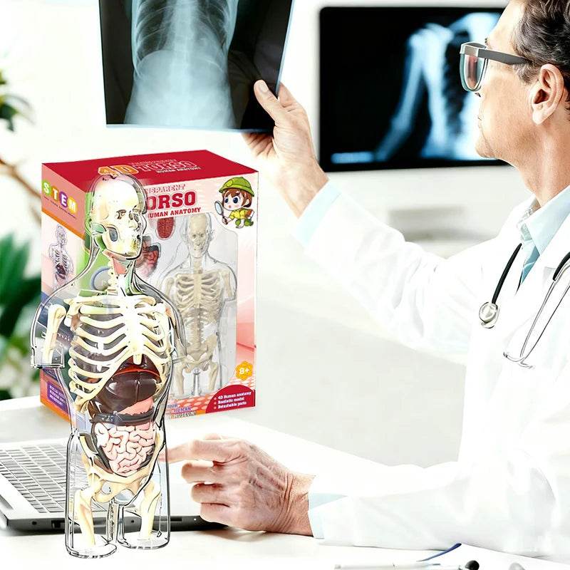 Educational Anatomical Torso Model 4D Transparent For Kids - ToylandEU