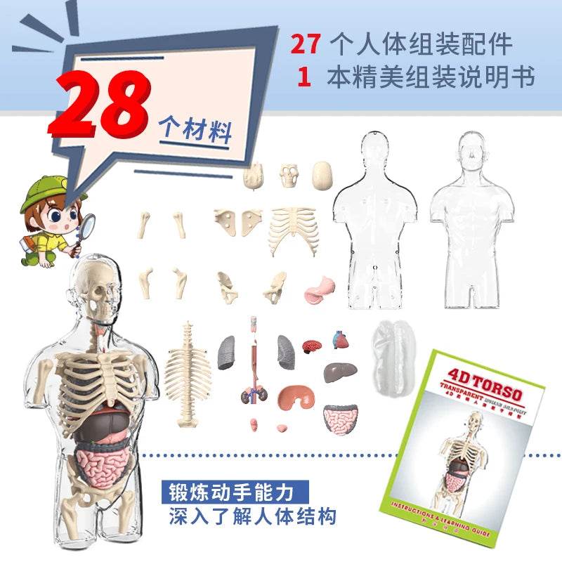 Educational Anatomical Torso Model 4D Transparent For Kids - ToylandEU