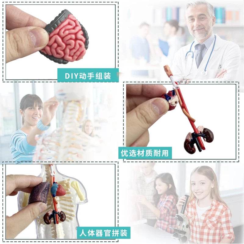 Educational Anatomical Torso Model 4D Transparent For Kids - ToylandEU