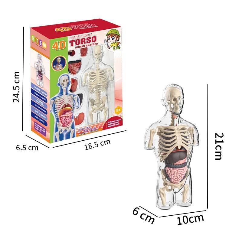 Educational Anatomical Torso Model 4D Transparent For Kids - ToylandEU