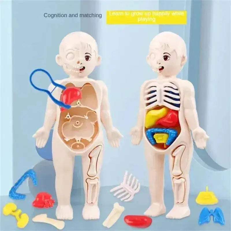  Interactive Anatomy Kit 14 Piece Organ Model Toyland EU -  ToylandEU™
