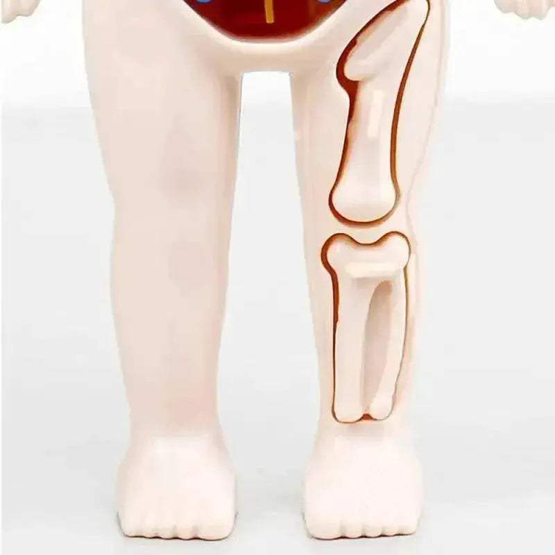  Interactive Anatomy Kit 14 Piece Organ Model Toyland EU -  ToylandEU™