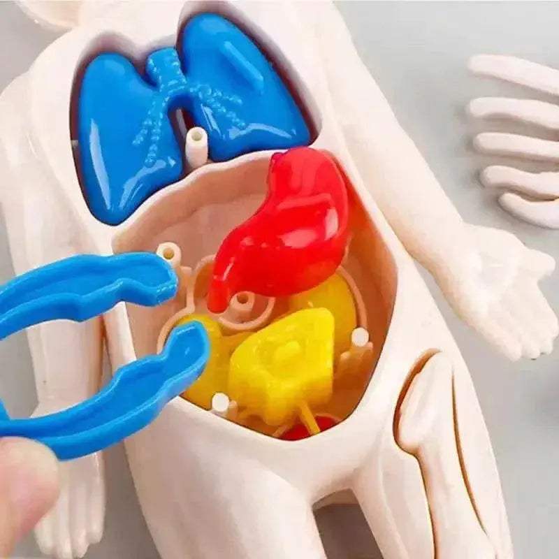  Interactive Anatomy Kit 14 Piece Organ Model Toyland EU -  ToylandEU™
