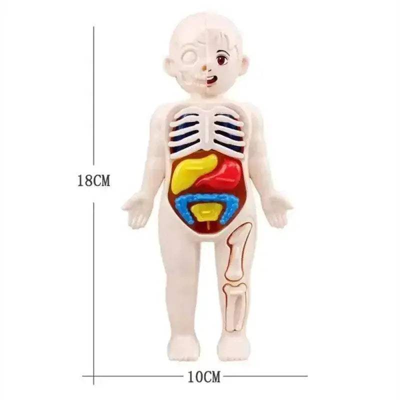  Interactive Anatomy Kit 14 Piece Organ Model Toyland EU -  ToylandEU™