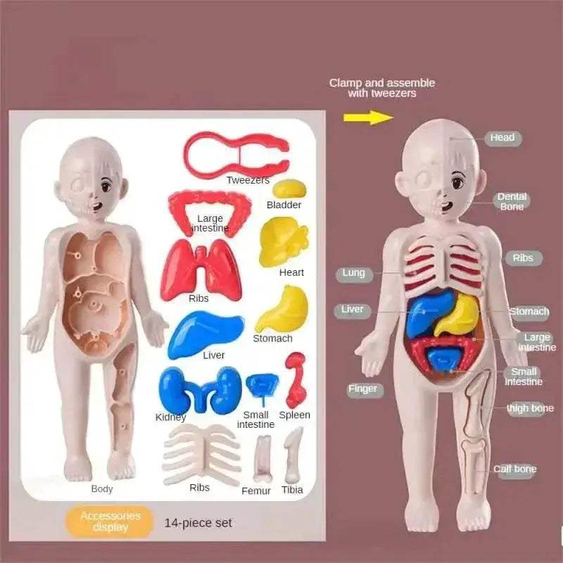  Interactive Anatomy Kit 14 Piece Organ Model Toyland EU -  ToylandEU™