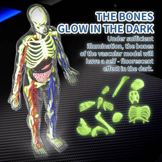 Educational Anatomy Model Detachable Skeleton For Kids - ToylandEU