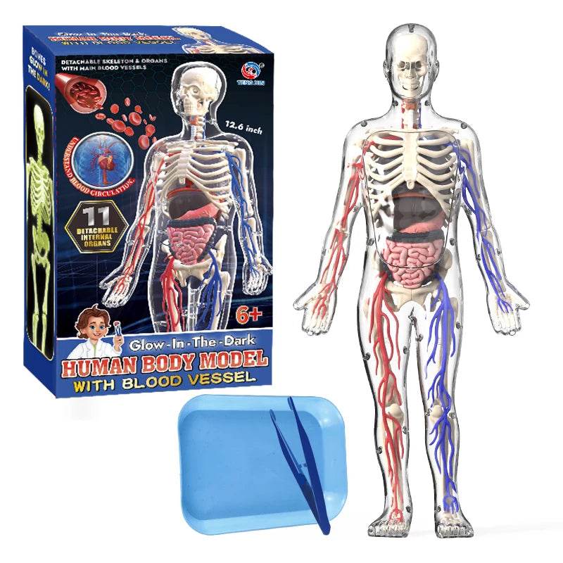 Educational Anatomy Model With Blood Vessel For Kids - ToylandEU