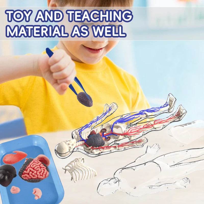 Educational Anatomy Model With Blood Vessel For Kids - ToylandEU