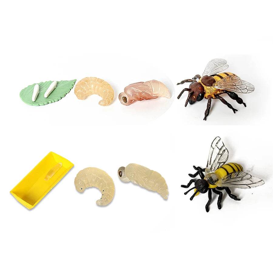 Educational Bee Life Cycle Toy 4 Piece Set For Kids - ToylandEU
