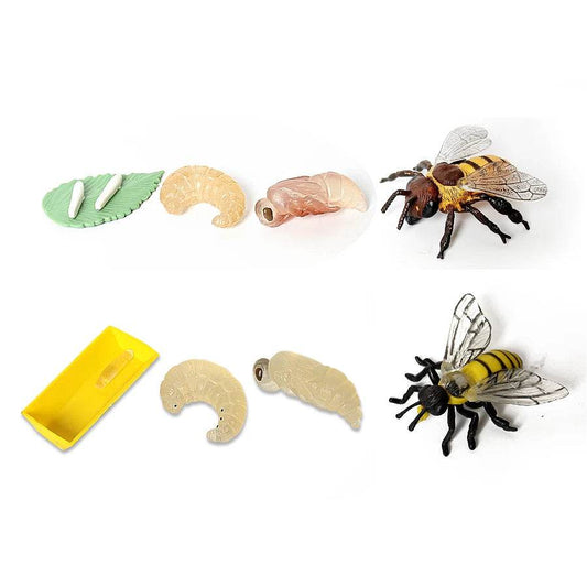 Educational Bee Life Cycle Toy 4 Piece Set For Kids - ToylandEU