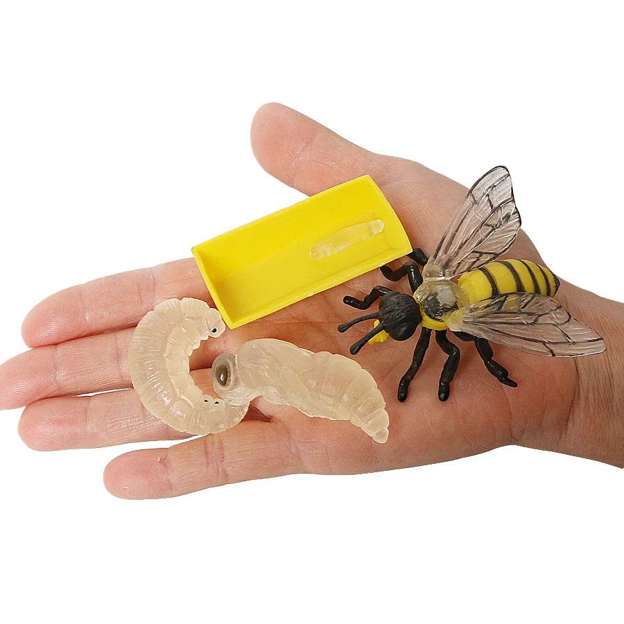 Educational Bee Life Cycle Toy 4 Piece Set For Kids - ToylandEU