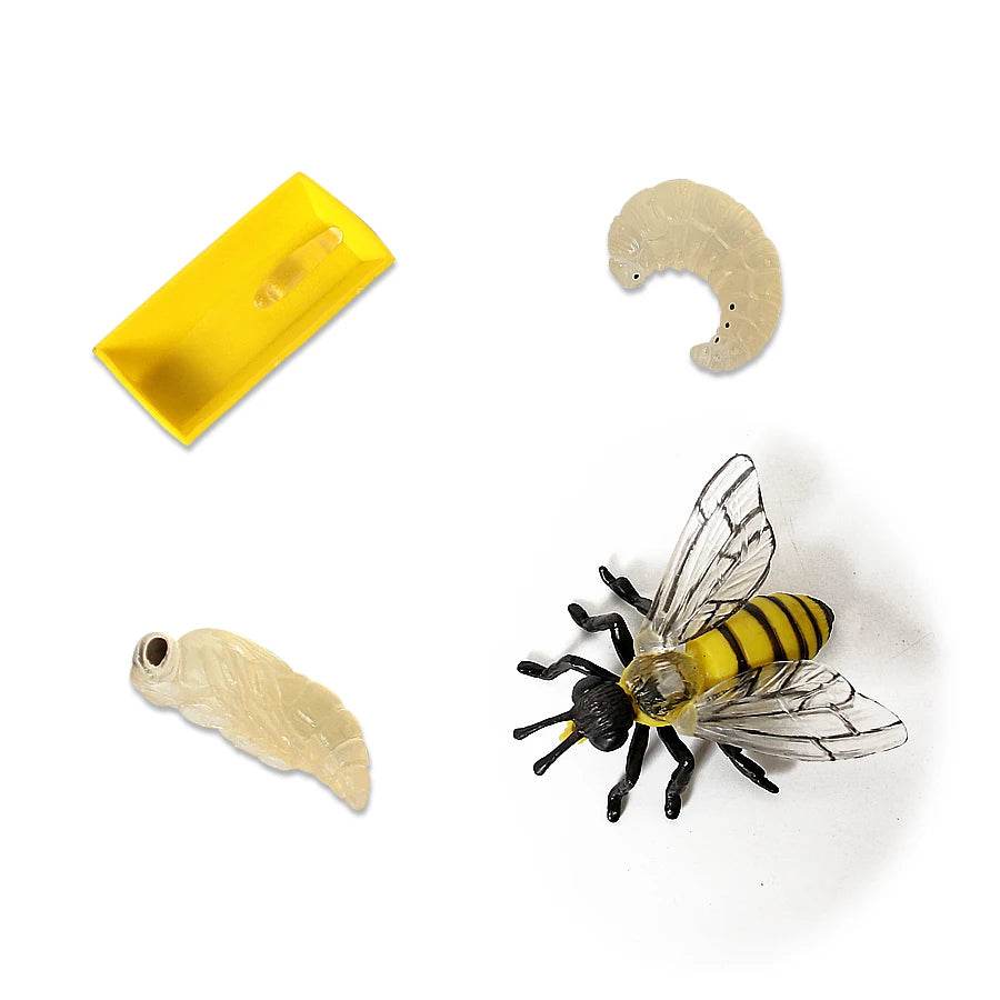 Educational Bee Life Cycle Toy 4 Piece Set For Kids - ToylandEU
