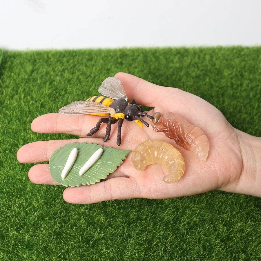 Educational Bee Life Cycle Toy 4 Piece Set For Kids - ToylandEU