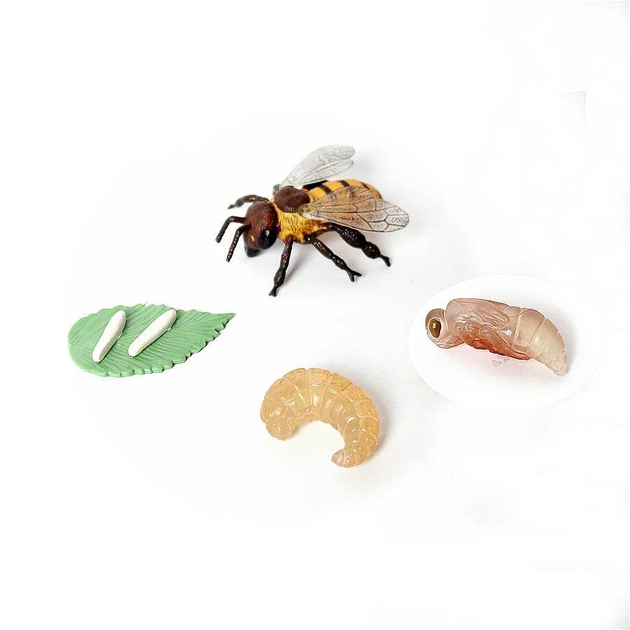 Educational Bee Life Cycle Toy 4 Piece Set For Kids - ToylandEU