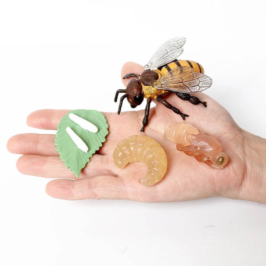 Educational Bee Life Cycle Toy 4 Piece Set For Kids - ToylandEU
