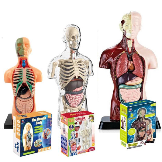 Educational Human Body Model Removable Heart Organs For Kids - ToylandEU