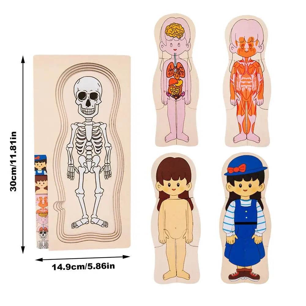 Educational Human Body Puzzle Kit Montessori For Kids - ToylandEU