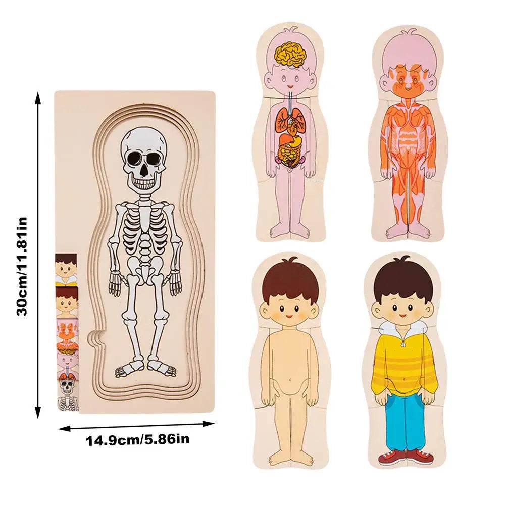 Educational Human Body Puzzle Kit Montessori For Kids - ToylandEU