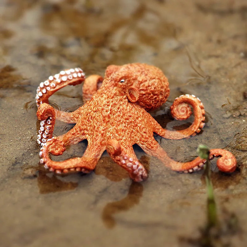 Educational Marine Life Model Set Squid And Octopus Growth Cycle Simulation For Kids - ToylandEU