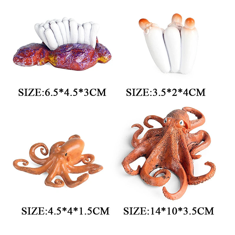 Educational Marine Life Model Set Squid And Octopus Growth Cycle Simulation For Kids - ToylandEU