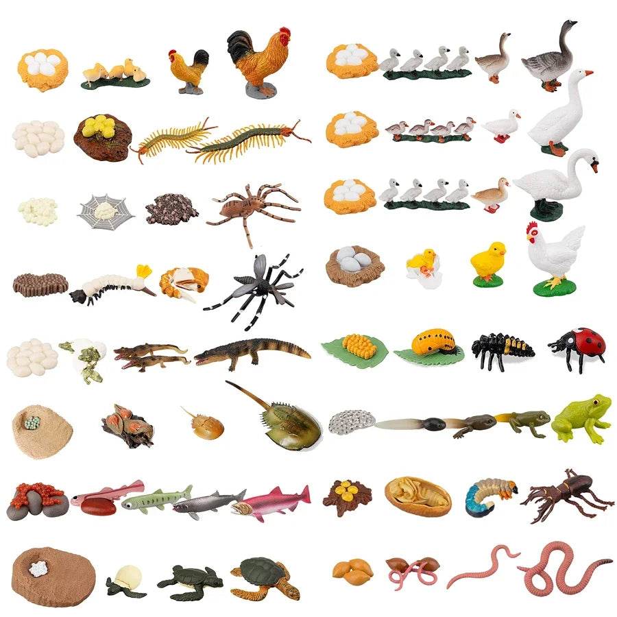 Educational STEM Toy Animal Life Cycle 4 Stage Kit For Kids - ToylandEU